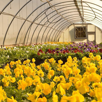겨울 토마토를 위한 플라스틱 박막 터널 단동 온실 열 보존성