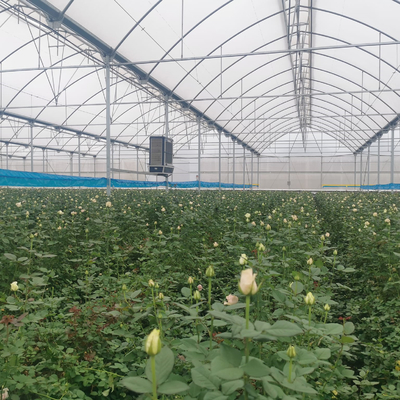 딸기 이식을 위한 온상 보육 학교 다중 전폭 터널 플라스틱 온실
