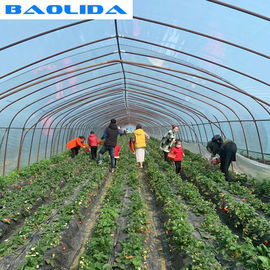 농업 단동 2m 터널 플라스틱 온실을 성장시키는 딸기
