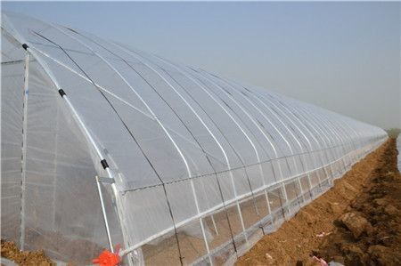 토마토를 위한 높은 터널 농업 폴리에틸렌 필름 온실