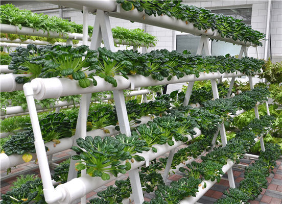 농업 온실을 위한 유형 탑 수경법 시스템