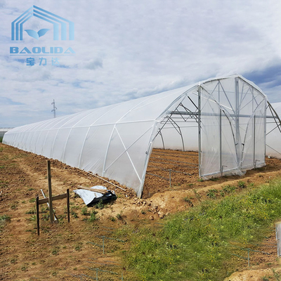 드립관개 장비를 위한 토마토 폴리 온실 농업 터널 플라스틱 온실