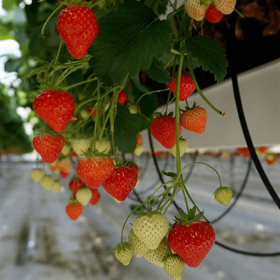 직류 전기로 자극된 철골 온실 그로운 딸기 단순 구조