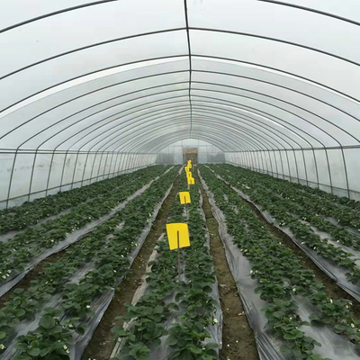 화초재배 또는 화훼재배를 위한 6m 농업 온실 폴리에틸렌 필름 온실