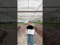 딸기용 다발성 온실