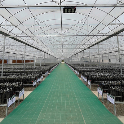 8m 다중 전폭 온실을 성장시키는 농업 높은 터널 거터 공기 순환 터널
