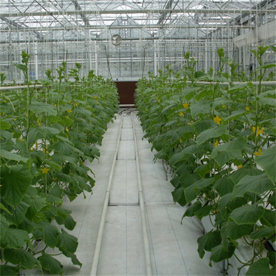 수경법 토마토 오이 꽃은 주요한 자동 멀티스팬 그라스 온실을 촬영합니다