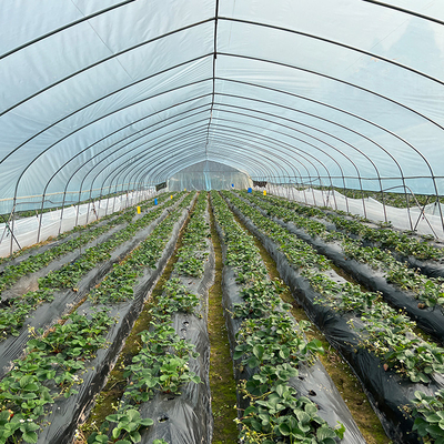 단동 폴리 막 터널 주요한 플라스틱 박막 온실 딸기는 이식을 열매를 맺습니다