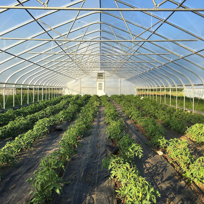 환기 시스템과 플라스틱 터널 딸기 농업 농업 터널 플라스틱 온실