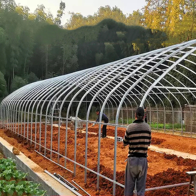 토마토를 위한 상업적 농업 높은 터널 플라스틱 온실 단동