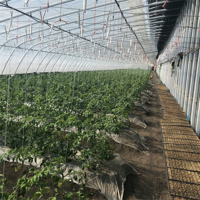 가열 시스템과 농업 토마토 자연형 솔라 온실