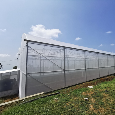 맞춤화된 UV 영화 농업 상부 배기부 터널 플라스틱 온실 단동