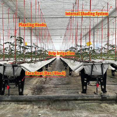 진열제철 프레임 온실 6m-12m Span 150/200micron PE 필름