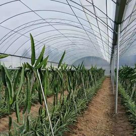 농업 폴리에틸렌 박 온실 뜨거운 아연도강 구조 다중 전폭 온실