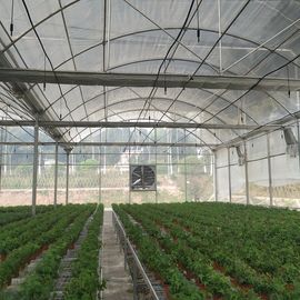 Large Area Multi Span Greenhouse / Plastic Film Greenhouse 8m Width