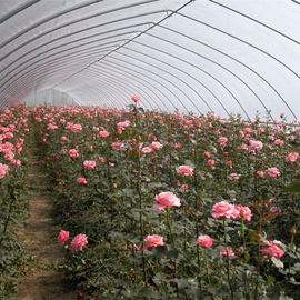 단동 온실을 성장시키는 꽃 터널 플라스틱 온실 야채