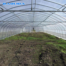 딸기를 위한 농업 단동 고온 침지 백철관 터널 플라스틱 온실