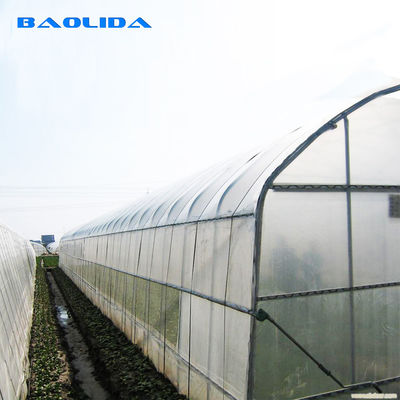 터널 플라스틱 온실을 성장시키는 200 마이크론 폴리에틸렌필름 온실 농업 토마토