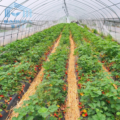 환기 시스템과 플라스틱 터널 딸기 농업 농업 터널 플라스틱 온실