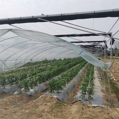 높은 생산 플라스틱 박막 농업 온실 그로운 딸기 비 피난처