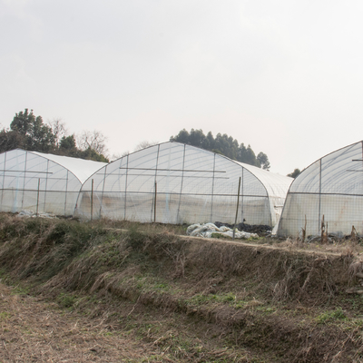 투명한 열대 단동 플라스틱 틈새 온실 농업 터널