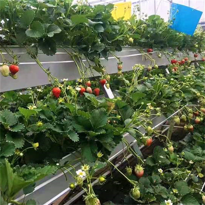 딸기 식물 온실 폴리 막 터널 주요한 플라스틱 박막