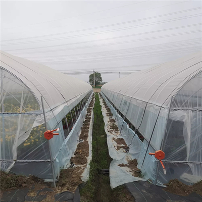 80 마이크론 필름과 농업 토마토 단일층 온실