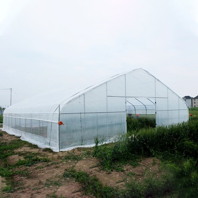 80 마이크론 필름과 농업 토마토 단일층 온실