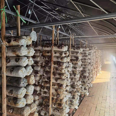 철이 지남 터널 플라스틱 박막 온실 버섯형 온실