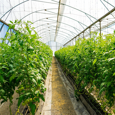 곁창 환기 시스템 농업 토마토 플라스틱 터널 온실 단동