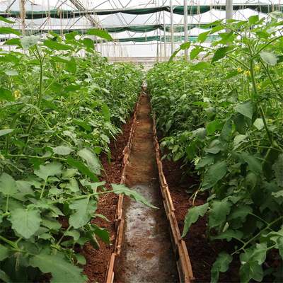 곁창 환기 시스템 농업 토마토 플라스틱 터널 온실 단동
