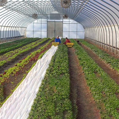 농업인 토마토를 위한 단동 높은 터널 온실 단일 층 막