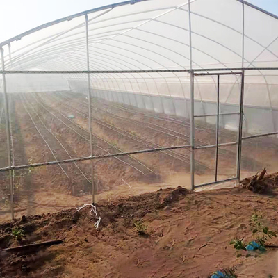 150 마이크론 필름과 단동 플라스틱 터널 딸기 온실