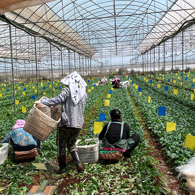 재배를 위한 시스템 플라스틱 박막 다중 전폭 온실을 성장시키는 농업