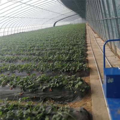 전기 화면 상향 이동 환기와 토마토 자연형 솔라 온실