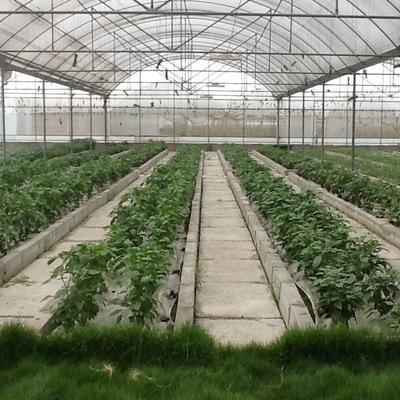 수경법 시스템 폴리 막 다중 전폭 온실을 성장시키는 내풍 농업 발전소